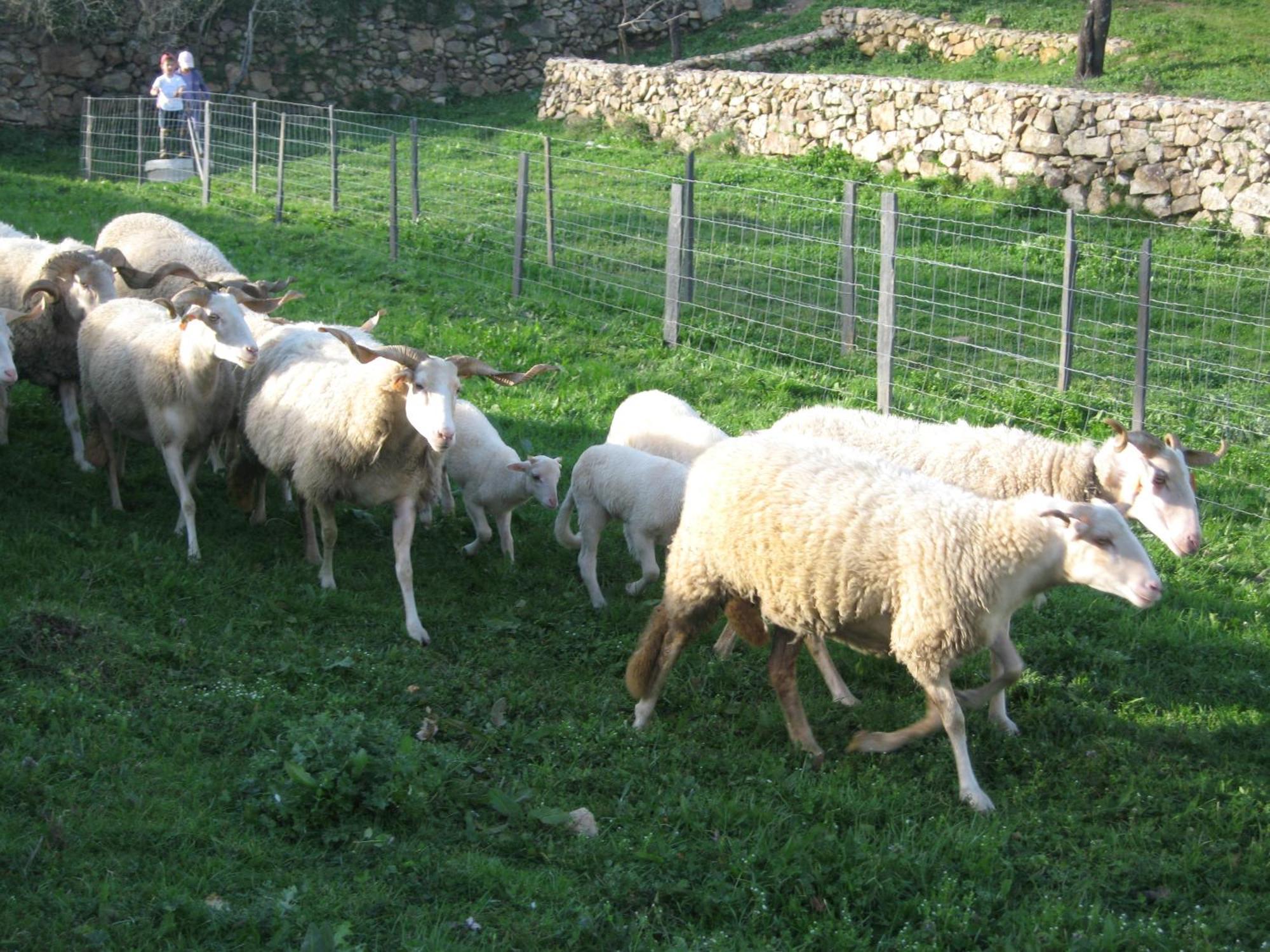 Quinta Das Pias - Holiday Farm 핀헬 외부 사진