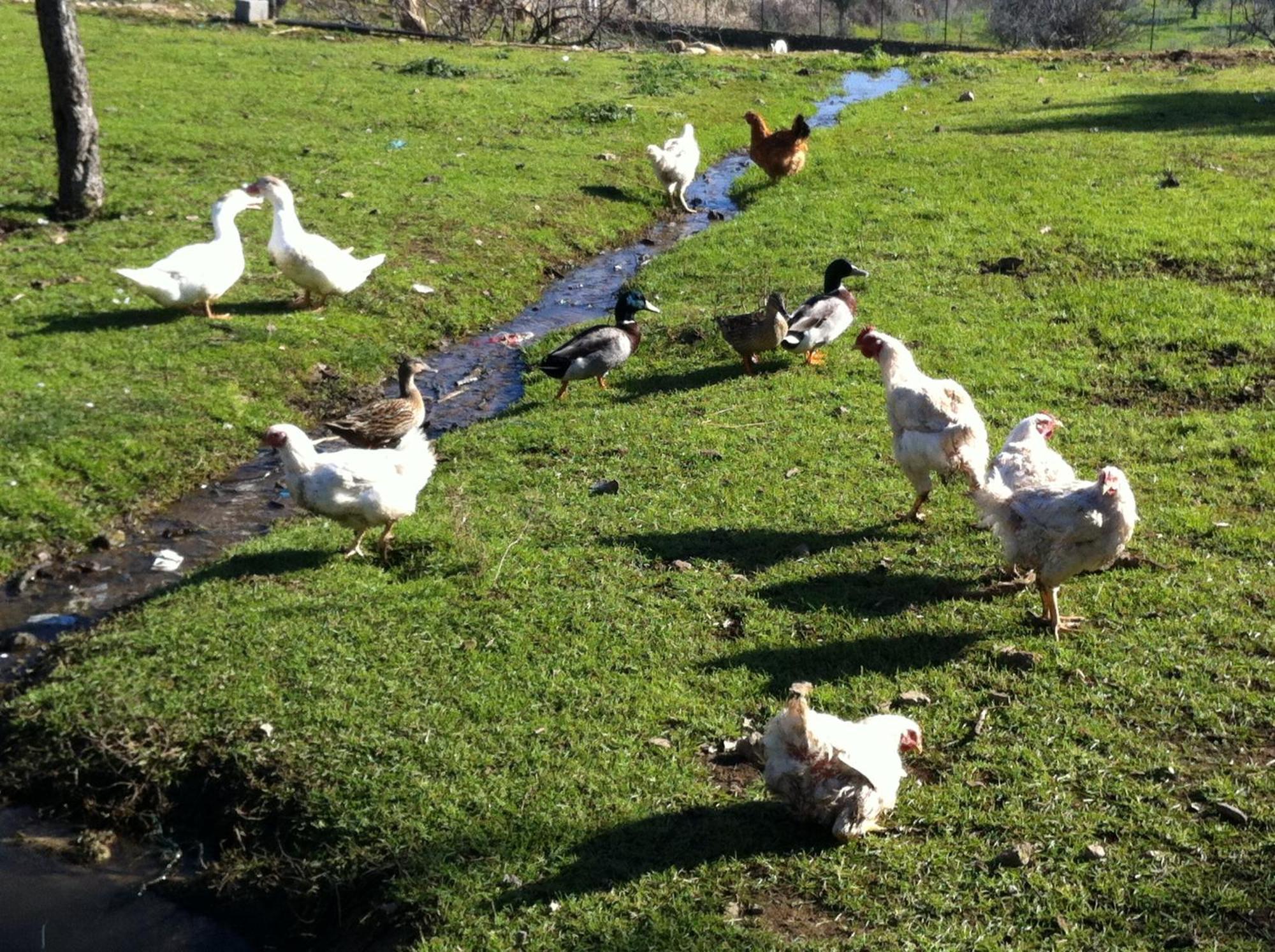 Quinta Das Pias - Holiday Farm 핀헬 외부 사진